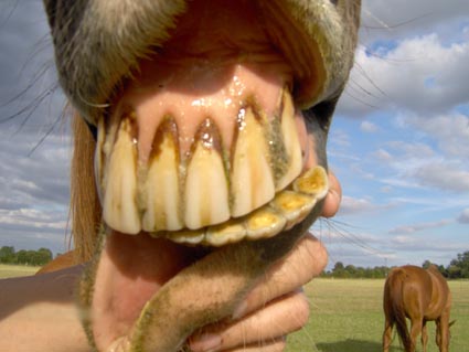 Equine Dentist: . . . getting better . . .